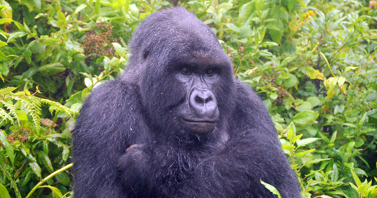 1 Day Uganda Gorilla Tours From Kigali