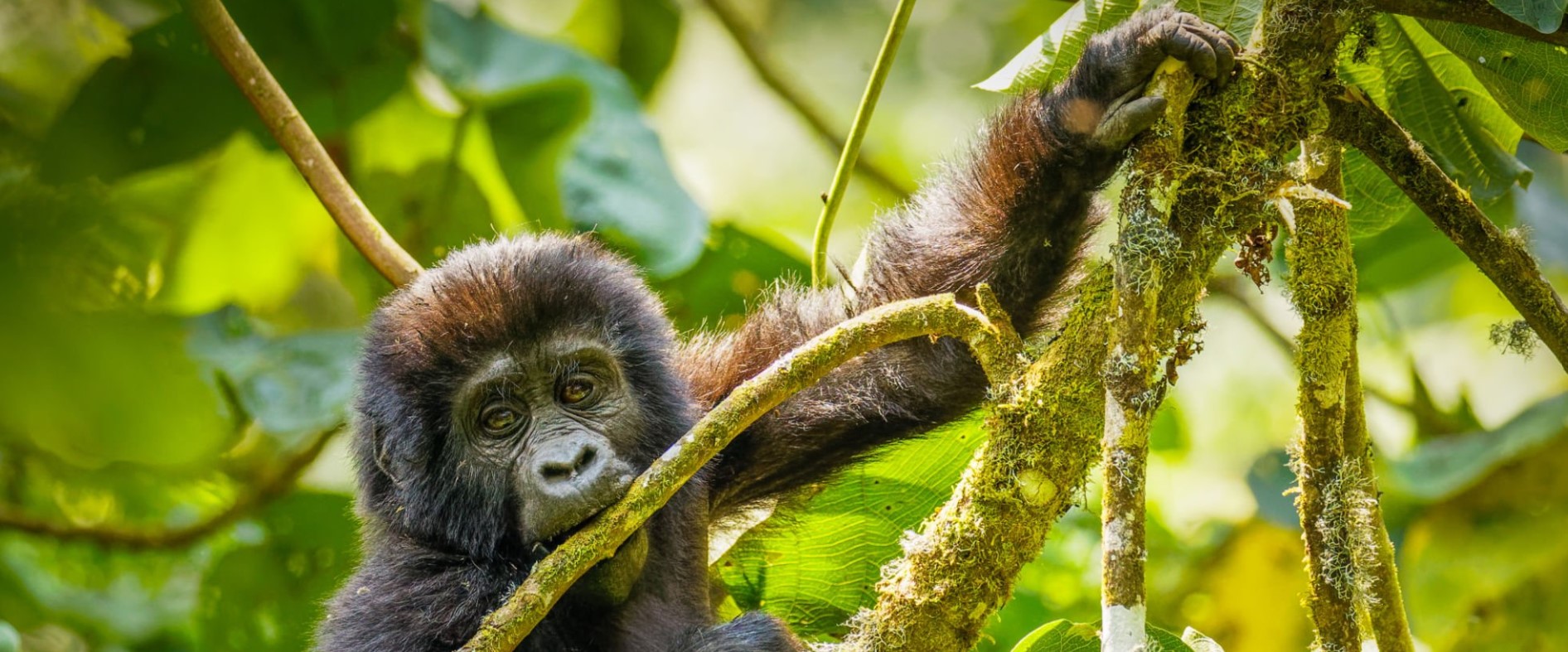 2 Days Bwindi Gorilla Trek from Kigali