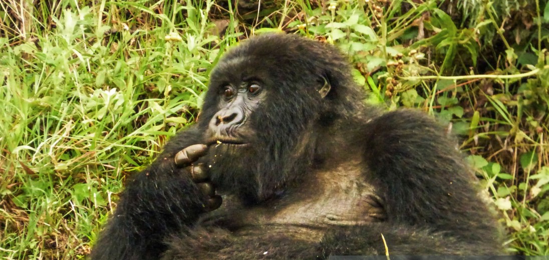 3 Days Gorilla Trekking in Mgahinga