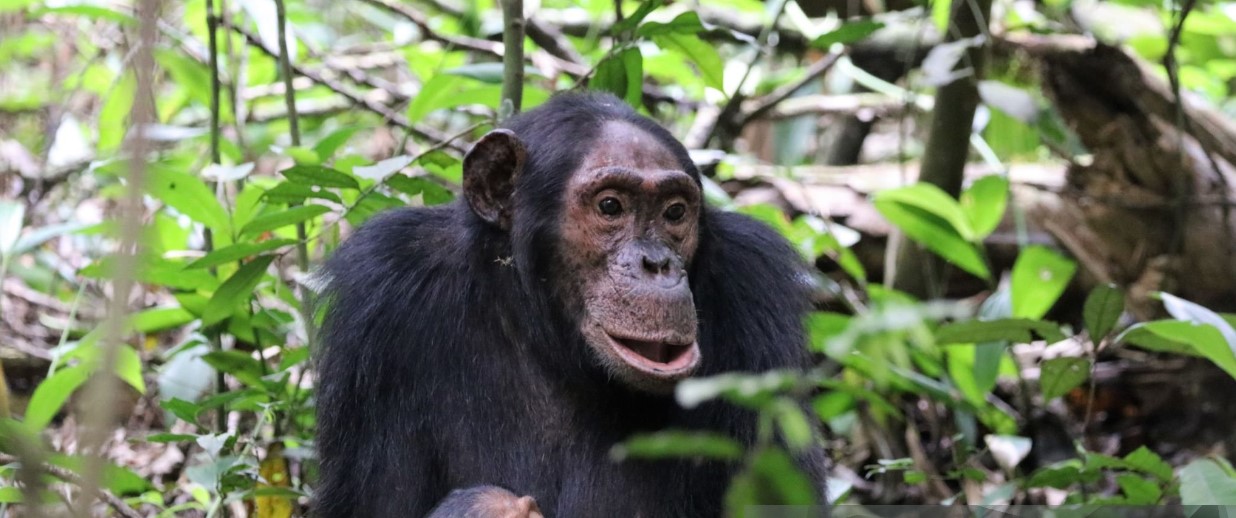 3 Days Chimpanzee Trekking in Kibale