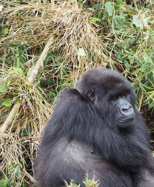 3 Days Bwindi Gorilla Trekking