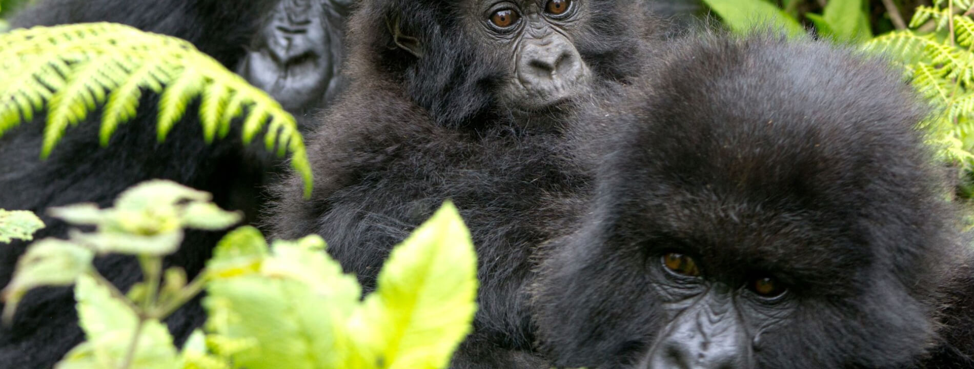 Gorilla & Chimpanzee Trek