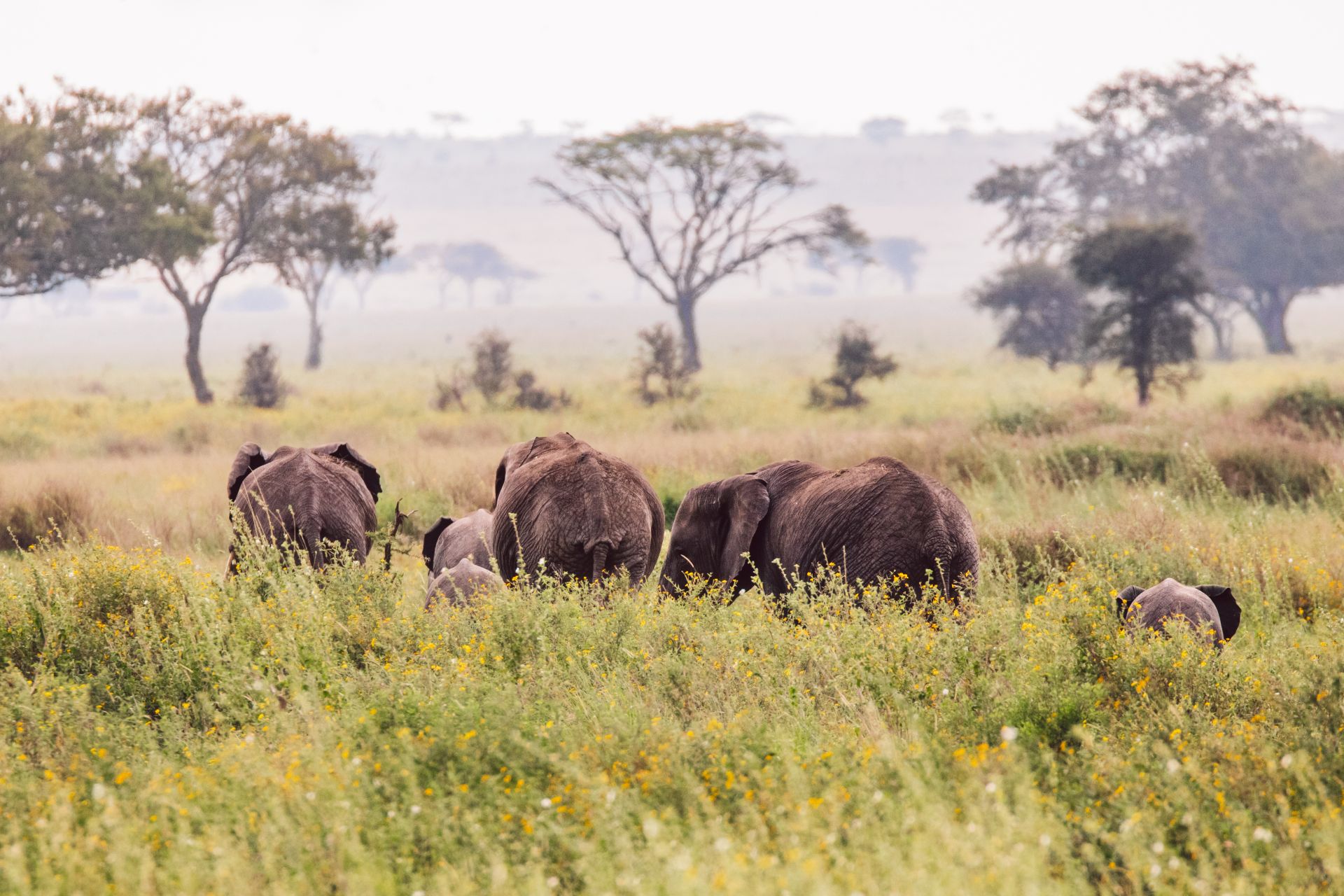 The Big Five Safaris