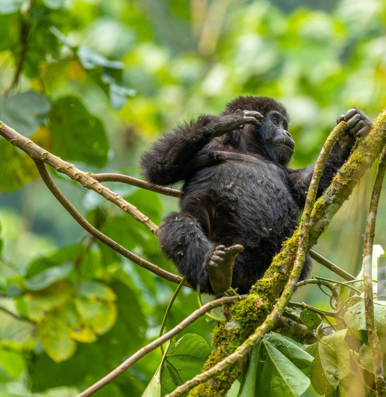 3 Days Gorilla Habituation Experience