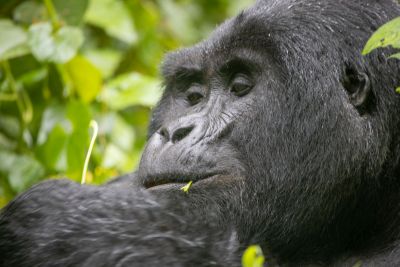 5 Days Gorilla Trekking Rwanda