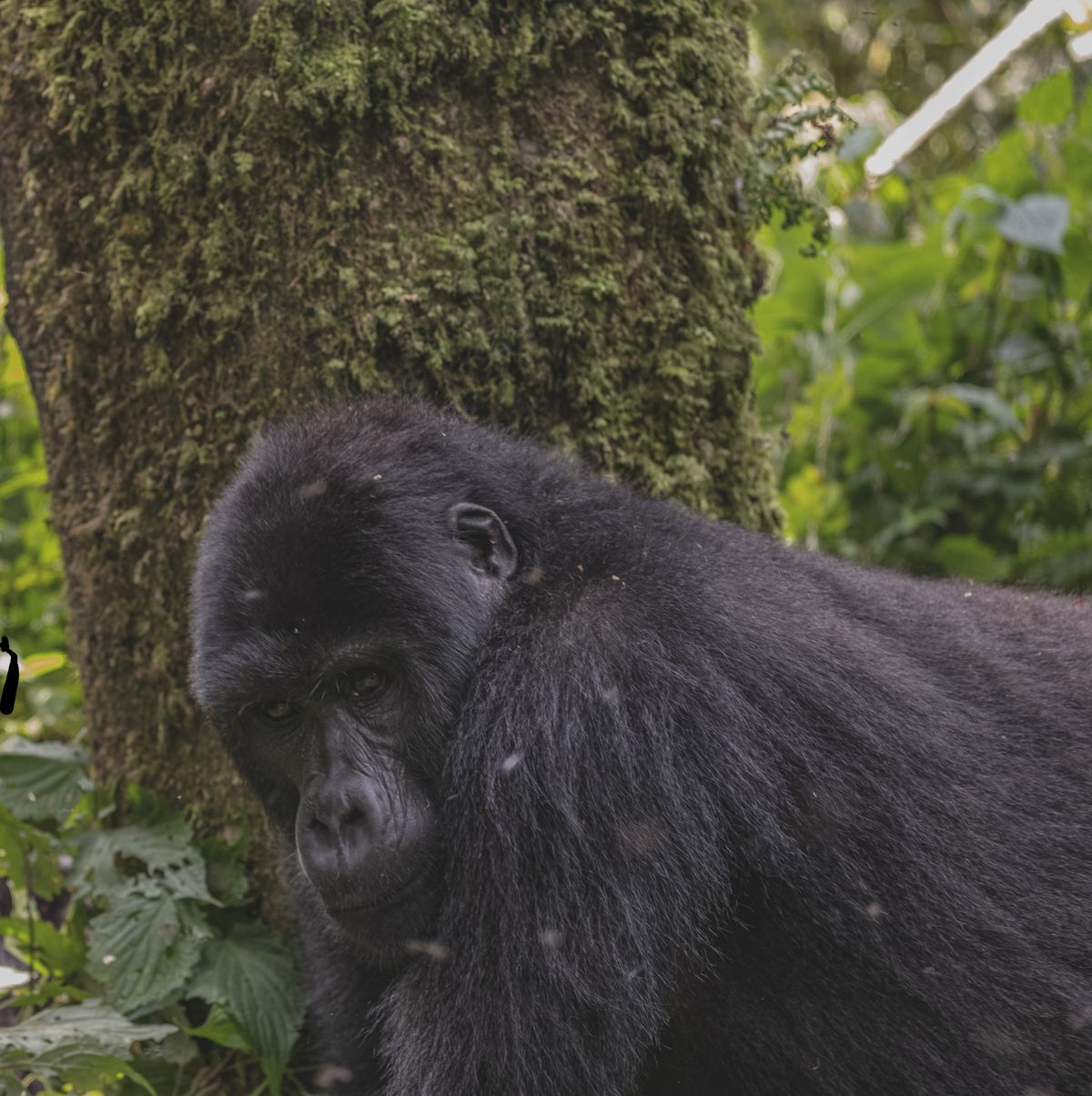 4 Days Bwindi Gorillas & Queen Elizabeth Tour2