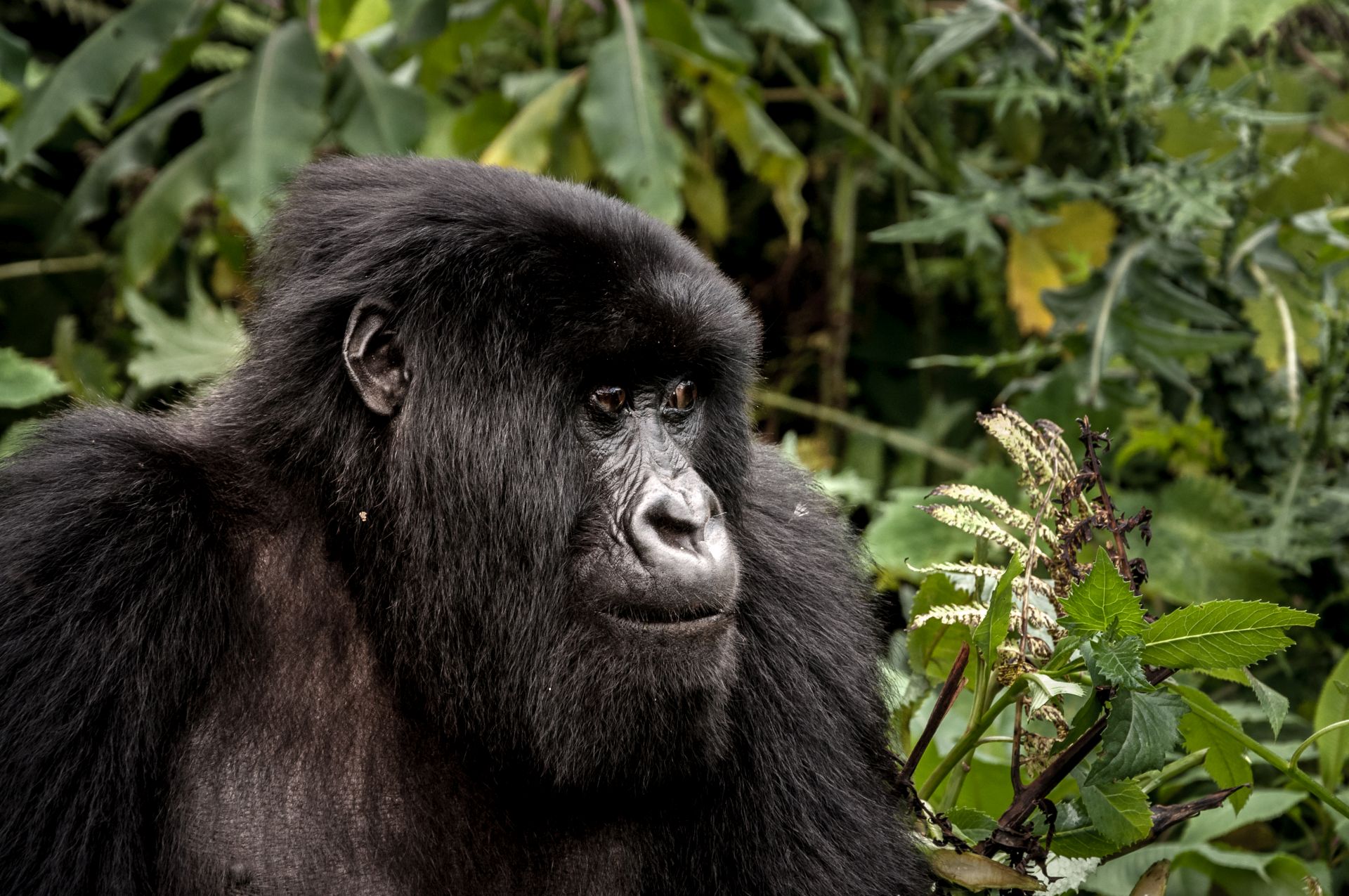 1 Day Rwanda Gorilla Tour