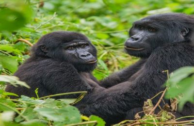 Mountain gorillas in the rainforest. Uganda. Bwindi Impenetrable