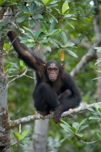 Chimpanzee in lush Kibale forest habitat.