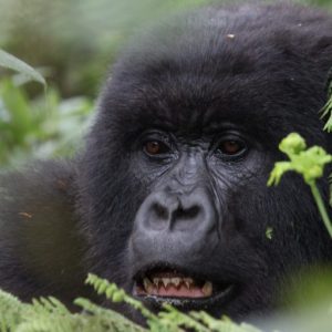 explore primates of rwanda see gorillas, chimpazees,golden monkeys and more
