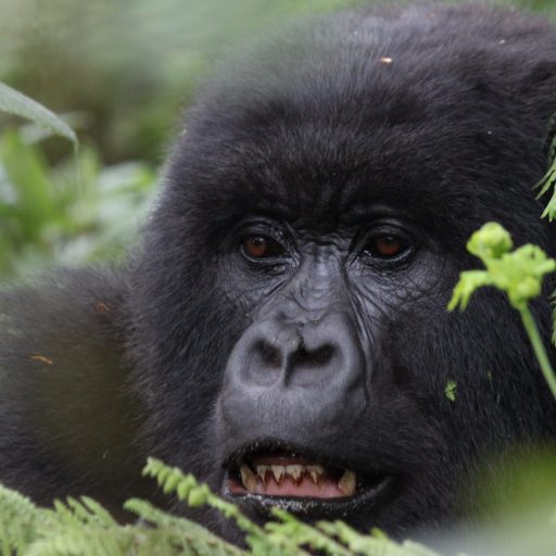 7 Days Gorilla Trekking Rwanda and Primates