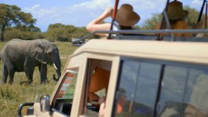 Embark on a thrilling 7-day Kenya Uganda Safari: Explore diverse wildlife
