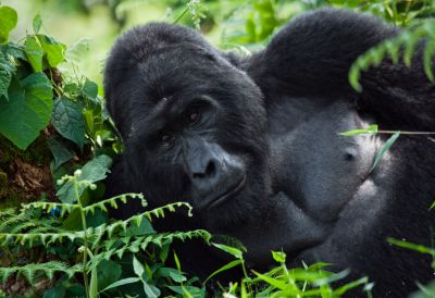 learn on gorilla families