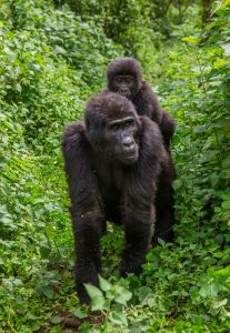 gorilla trekking in uganda bwindi forest