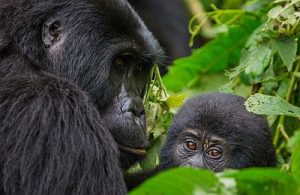 bwindi forest home to mountain gorillas