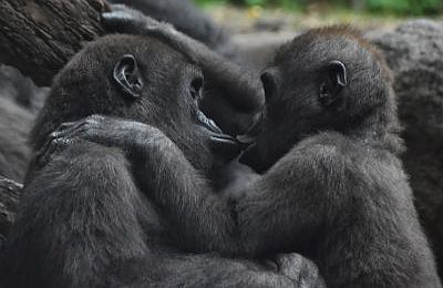 gorilla behaviour in their families