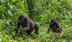 Group of gorillas in Rwanda's Volcanoes National Park