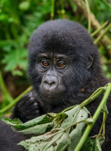 Uganda Wildlife Authority Raises Gorilla Permit Fees