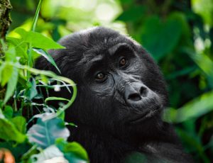 Gorilla family in lush Bwindi forest