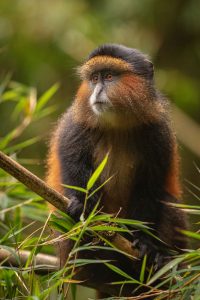 explore golden monkeys in rwanda