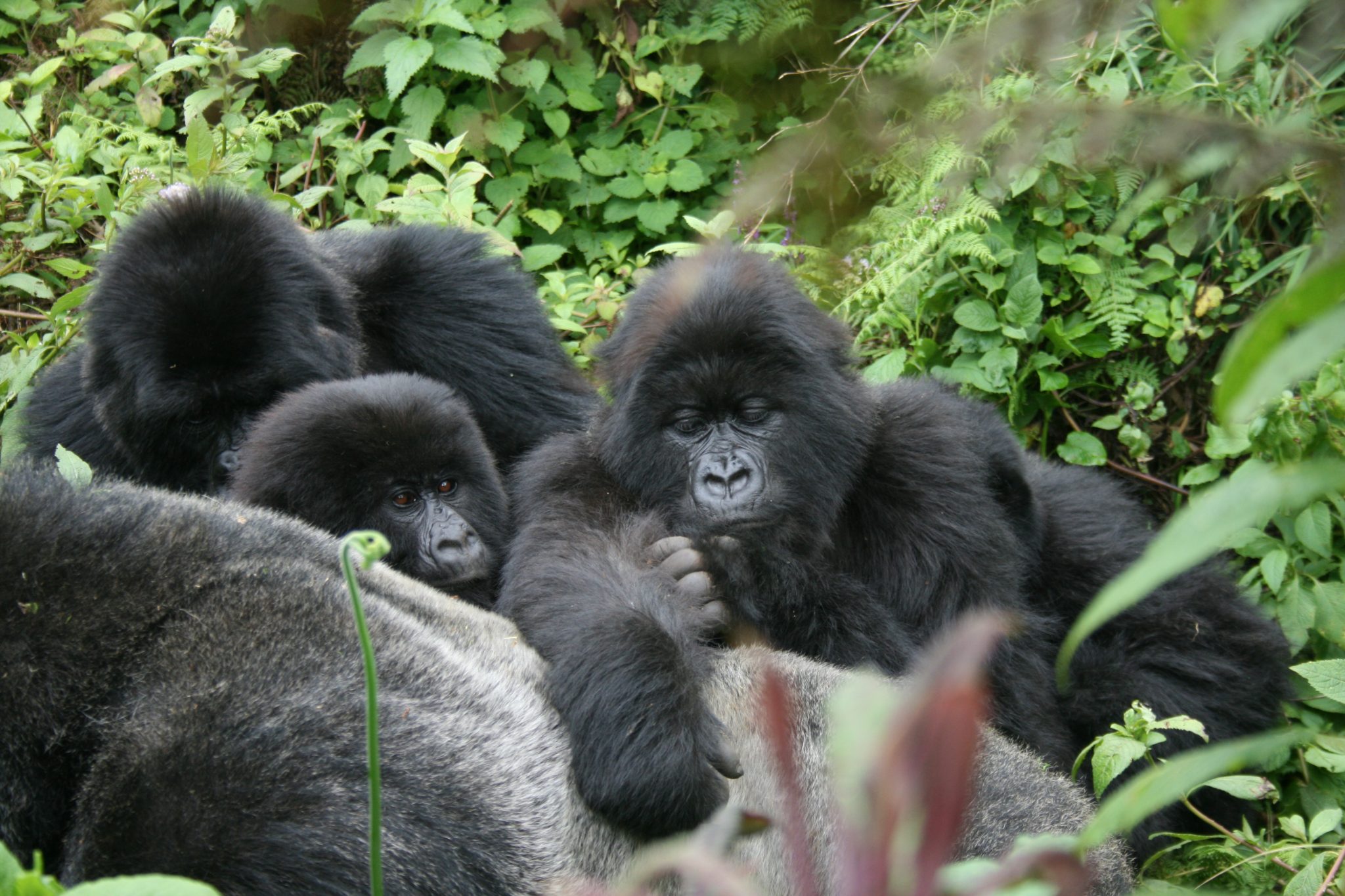 Gorilla Safaris