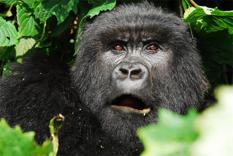 4 Days Luxury Holiday Gorilla Tour