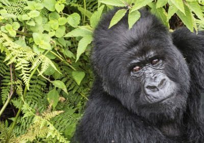 Gorilla Families Uganda and Rwanda