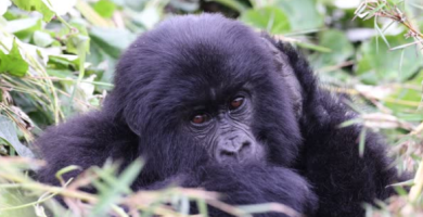 Gorilla Trekking Rwanda & Uganda