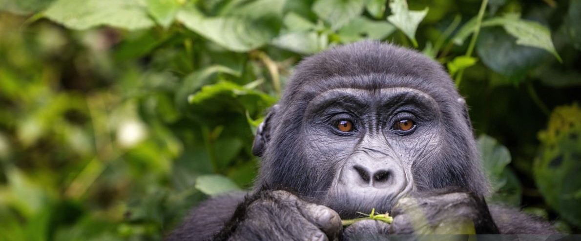 1 Day Uganda Flying Gorilla Tour