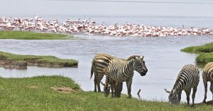 25 Days East Africa Safari