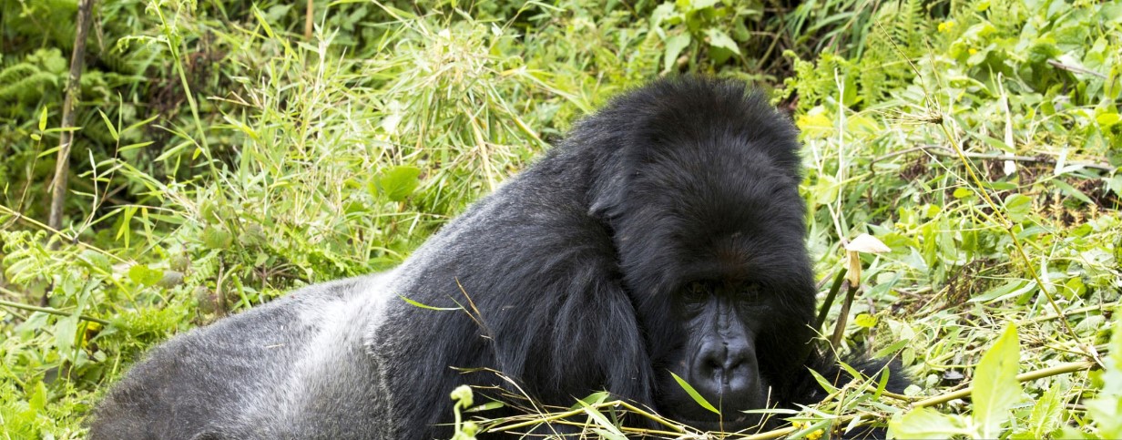 Gorilla Habituation