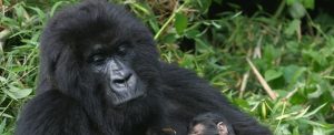 Experience Rwanda’s Gorilla Trekking Safaris in Volcanoes National Park