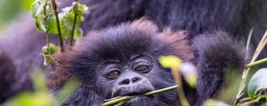 Discover the Ultimate Gorilla Trekking Adventure in Rwanda Safaris