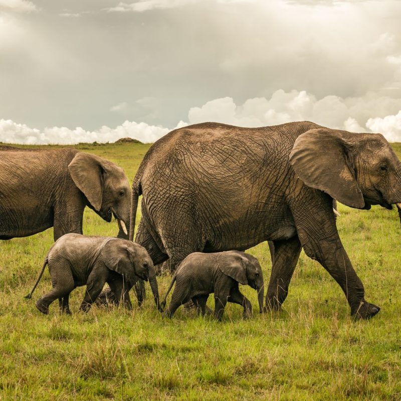 Elephant family with two babies walk in Maasai Mara National Reserve, Kenya