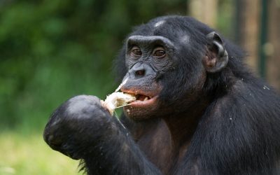 Portrait of bonobos. Close-up. Democratic Republic of Congo. Lol