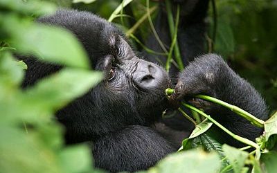 Portrait of a mountain gorilla. Uganda. Bwindi Impenetrable Fore
